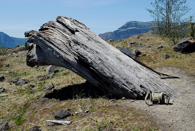 One look at the power of the Mt St Helens eruption - an old growth tree jammed into the ground