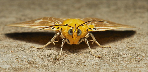Noctuid Moth (Asota plaginota, Noctuidae)