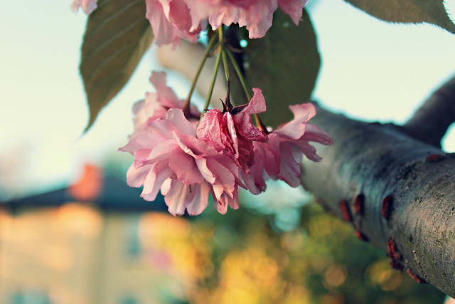 “What a strange thing! to be alive beneath cherry blossoms.” ~ Kobayashi Issa