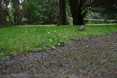 squirrel! in Dublin Botanical Gardens
