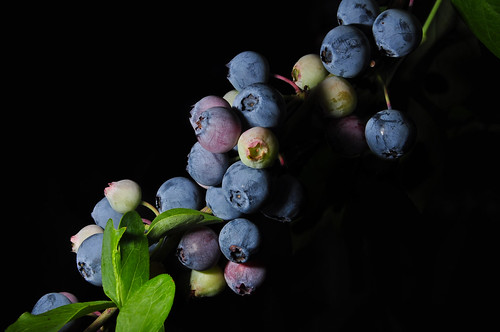 The Blueberry Bush