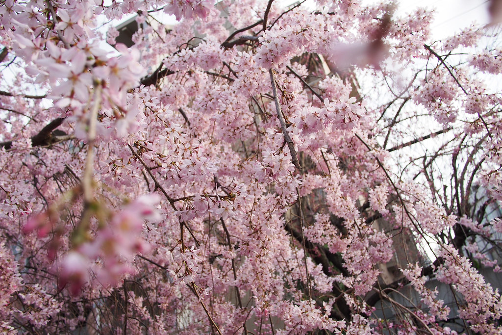 Sakura 2014 at Takatsu