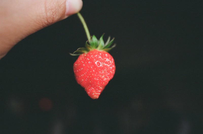 老爸農場之草莓 