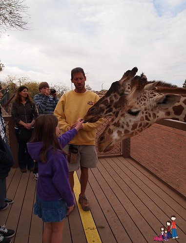 Feeding a Giraffe at the Phoenix Zoo