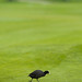 SIX_Golf_Tournament_2012_Otelfingen-40897