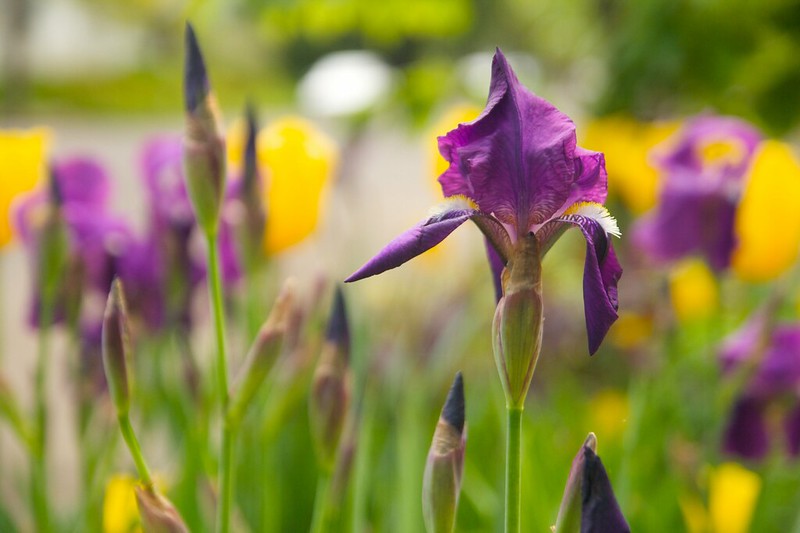 purple iris yellow tulip  1577
