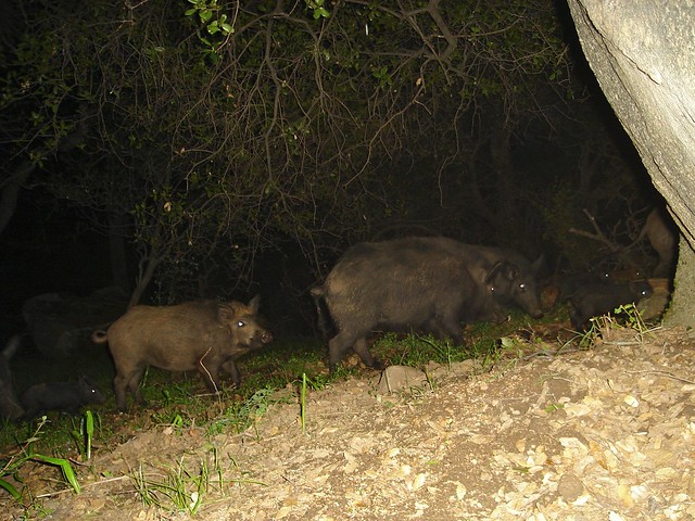 pigs