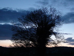 Doppelbaum in der Abenddämmerung (Photo No. 2) / © Marco PETER