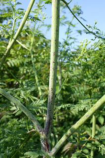 Poison Hemlock stem