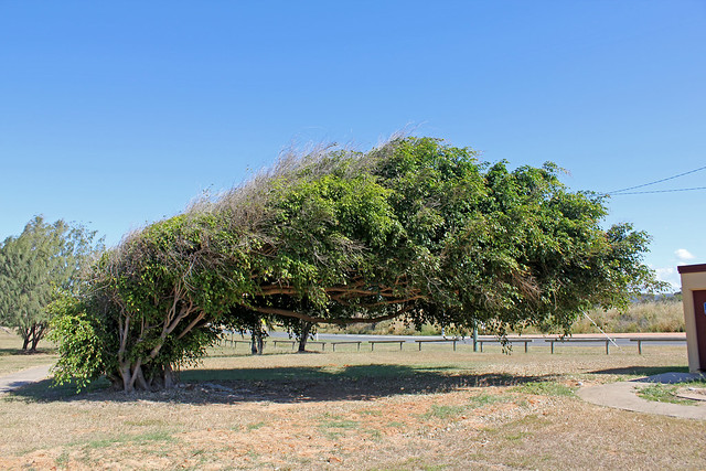 Wind bent tree