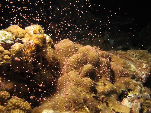 綠島海底的表孔珊瑚釋出精卵束，粒徑比起雙星珊瑚的卵子大上十倍。陳孝麟攝，中華民國珊瑚礁學會提供。
