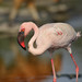 lessar flamingos