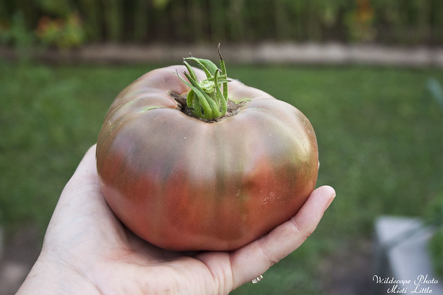 tomato11