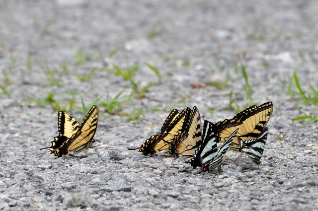 Eastern Tiger and Zebra Swallowtails