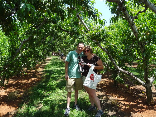 Peach Picking June 2012 (16)