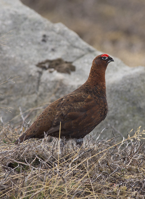 red grouse male 2