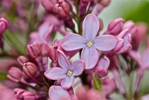 Lilacs 04