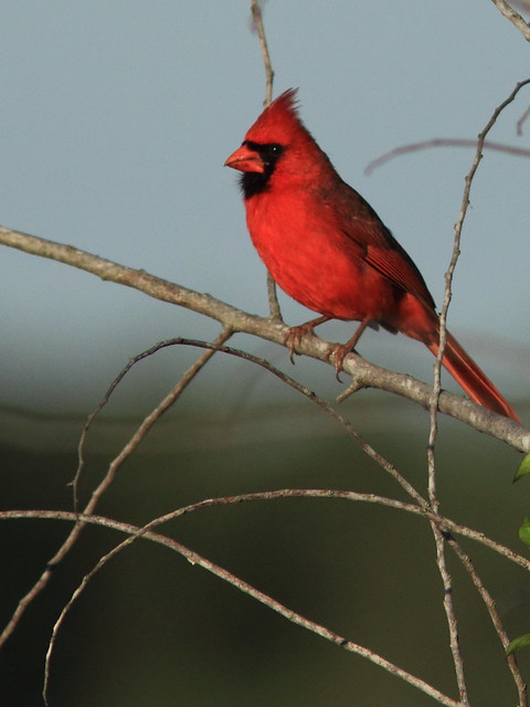 Northern Cardinal 20120415