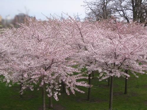 Japanske kirsebærtræer