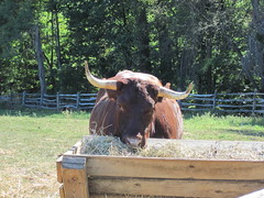 Mount Vernon - Bull