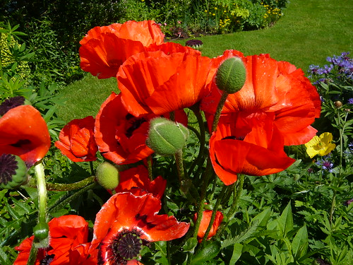 June garden 055 Oriental Poppy