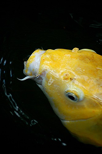 Moustached golden Koi watches me as he eats!