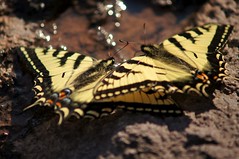 Canadian Tiger Swallowtail Butterflies