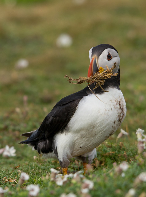 puffin with nesting material 3