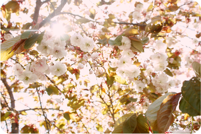 {white} cherry blossoms
