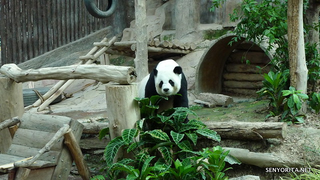 Pandas in Chiang Mai Zoo