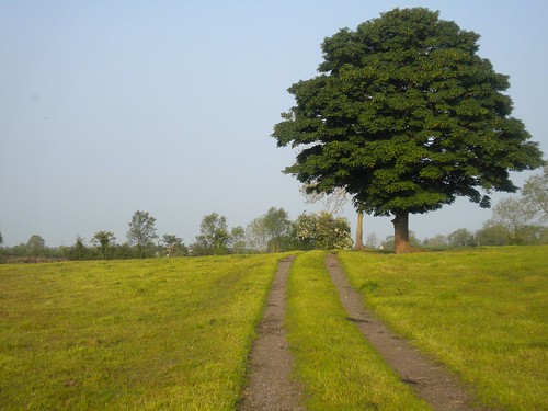 A right of way and a landmark tree