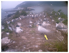 1010528(11點)自動監測紀錄傳回清晰的黑嘴端鳳頭燕鷗登島影像