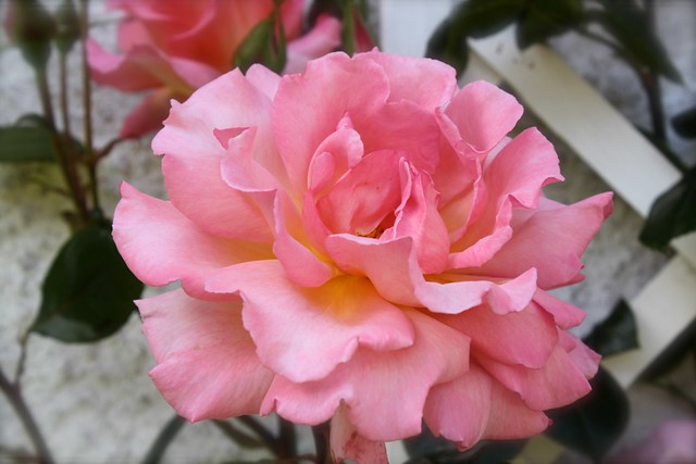 Rosa's rosa