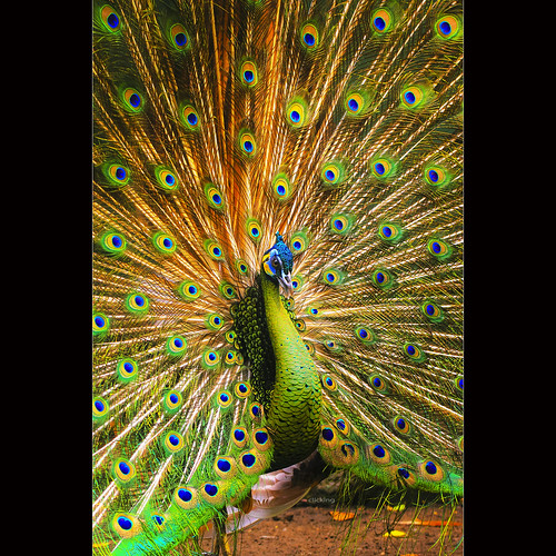 Peacock dance by -clicking-