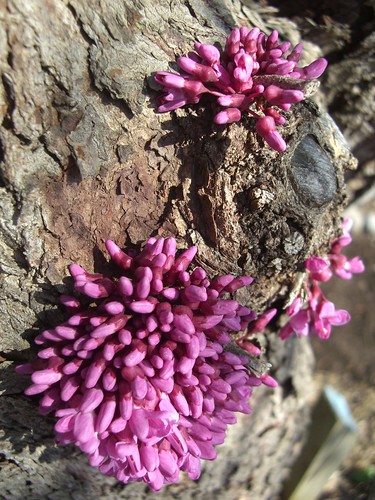 Picture of American Redbud flowers growing from the trunk, a quality known as cauliflory.
