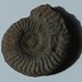 005 / Ammonite de Belmont