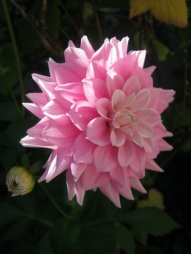 Dahlia 'Pink lady' by itinui