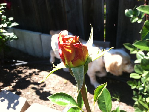 Nosy dog in rose bushes