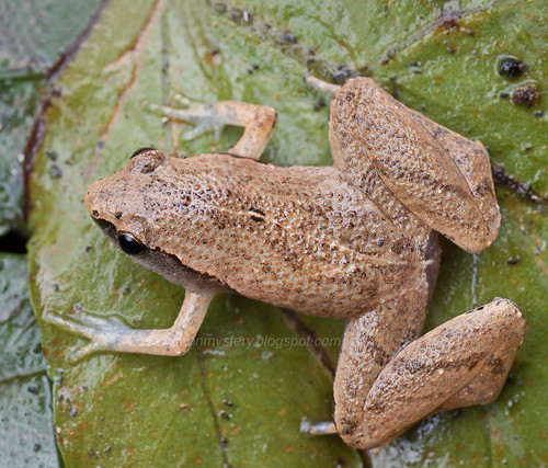 Dark sided chorus frog, <i>Microhyla heymonsi.</i>...IMG_9163 merged copy