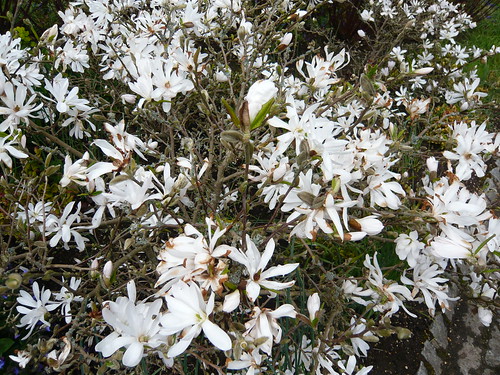 Stellata magnolia