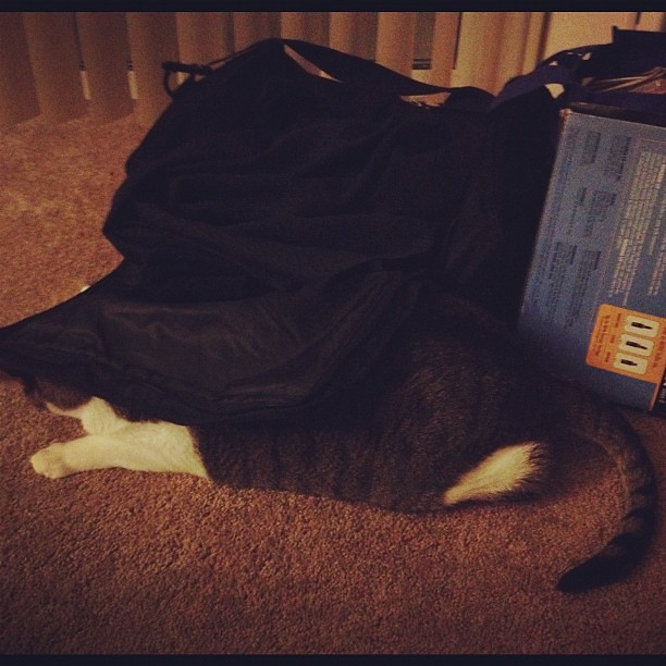I wonder if he really thinks this is an effective hiding spot... lol