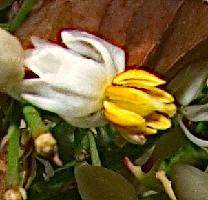 A tiny, opened Nandina blossom, very close up