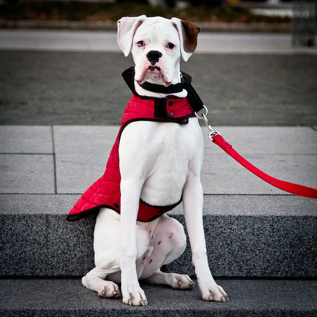 New York dog with red coat, par Franck Vervial