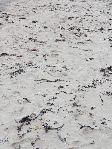Dried seaweed on the sand