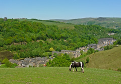 Grazing above Todmorden by Tim Green aka atoach