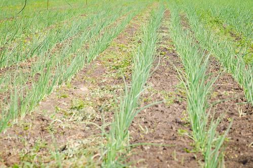 Roots and Shoots Farm visit - onions