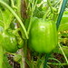 green peppers growing