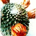 Dried flower cactus