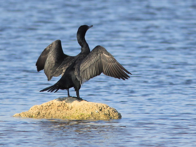 Double-crested Cormorant 20120413