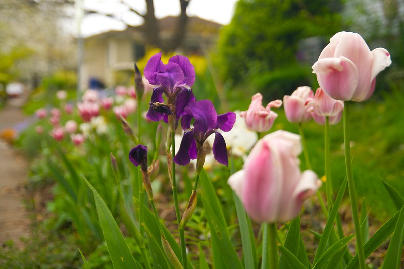 purple iris pink tulip  1581